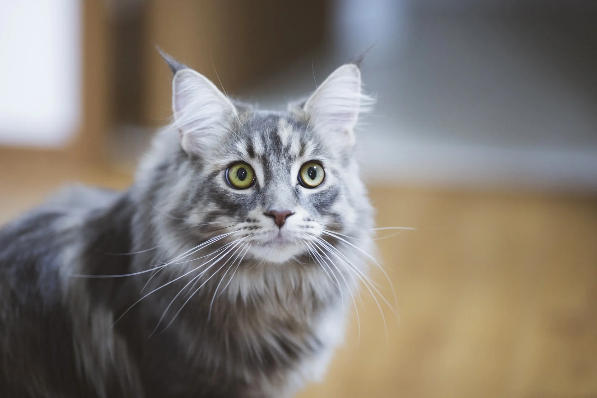 販売 犬のような猫 ペット